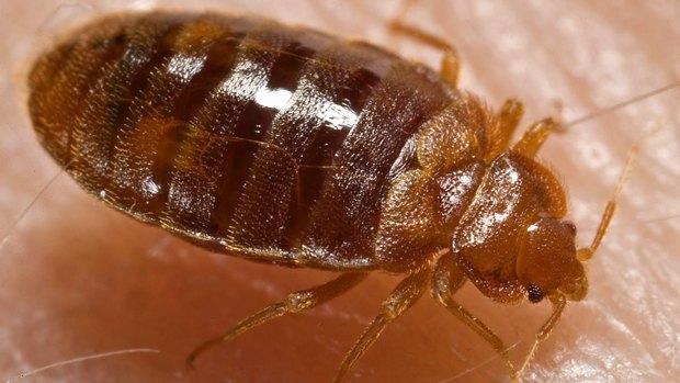 Passenger Heather Szilagyi used to clean hotel rooms, she said, so knows a bedbug when she sees one. 