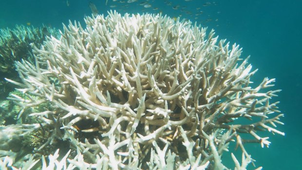 Failure to meet the Paris climate targets would be more bad news for the world's corals.