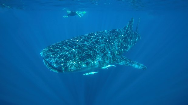 The biggest fish on earth: Whale sharks can be found hanging out off the Ningaloo Reef in Western Australia.