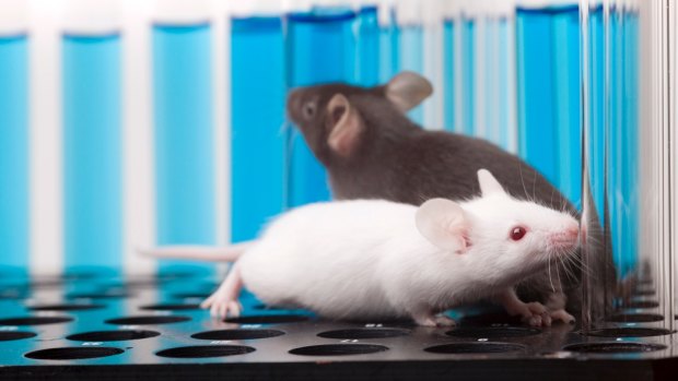 The drug has been shown to extend the life of mice by more than a quarter.