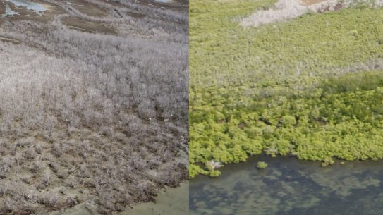 Before and after photograph of the massive dieback along the Gulf of Carpentaria.