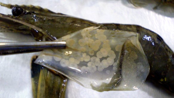 Three farms are in quarantine along the Logan River.