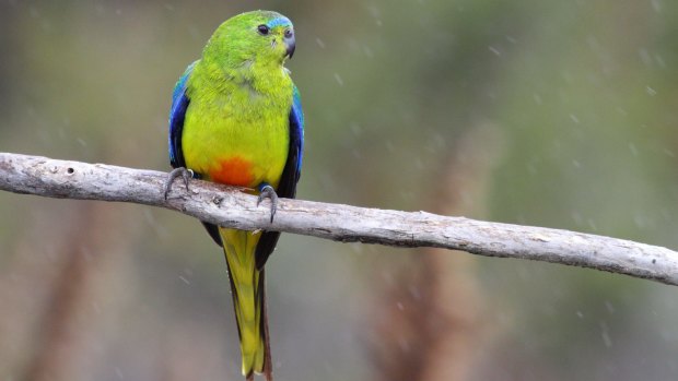 The first 10 orange-bellied parrots to arrive at their Tasmanian breeding grounds this season have been males. 