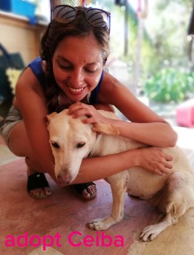 Visitors who walk the dogs ease the workload of staff and volunteers.