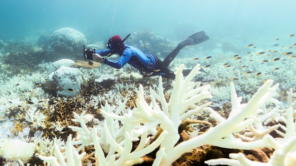 Dead calm: John Rumney from Great Barrier Reef Legacy looking at bleaching corals off Port Douglas this week.