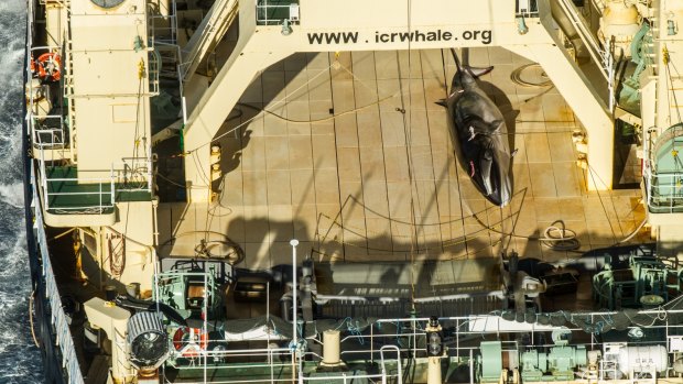 Japan's giant abattoir ship Nisshin Maru with a harpooned minke whale on the deck in January.