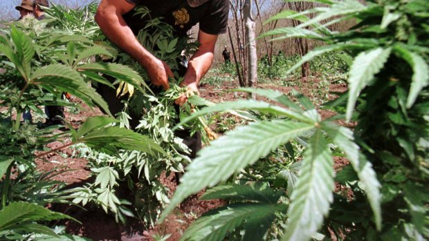Dave, from Forrestfield branded a drug trafficker after police discovered five marijuana plants grown in his vegetable patch.
