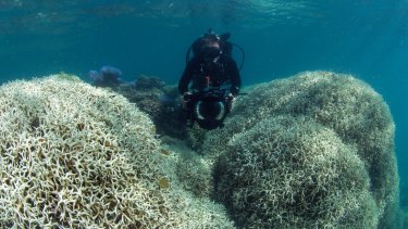 Coral bleaching on the Great Barrier Reef.