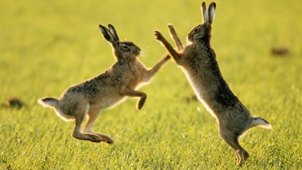 Imagine, if you will, hares boxing on the lawn of The Lodge.