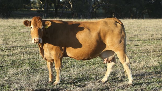 Celest the Limousin beef cow has been cloned and 17 embryos will soon be implanted into 17 surrogate cows. 