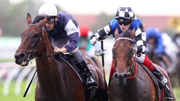 Tough: Big Duke has won two of his four starts in Sydney to complement a pair of group 1 placings.
