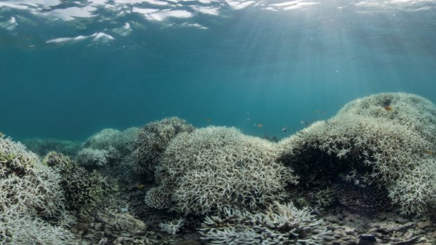 Coral bleaching at Lizard Island in the Great Barrier Reef.