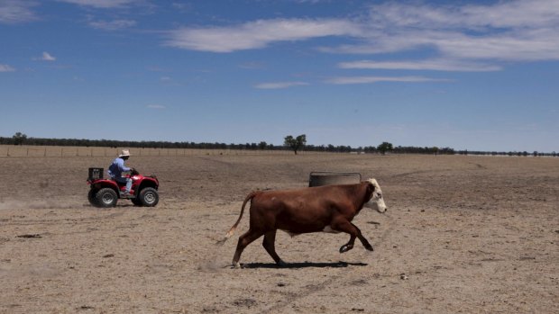 The big dry: Farmer Neil Kennedy musters his cattle in December 2014 in Coonamble, NSW.