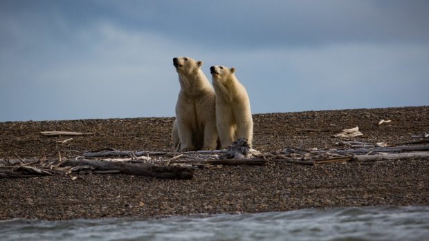 Polar bears in Kaktovik, Alaska, within the Arctic National Wildlife Refuge.