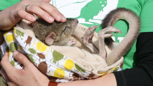 Environment and Energy Minister Josh Frydenberg met Berry the Bettong at Mulligans Flat Wooland Sanctuary in Canberra on Monday.