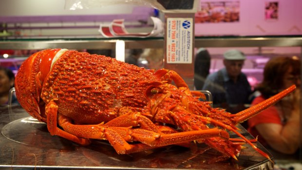 The weak Australian dollar has driven up the price of local crayfish. 