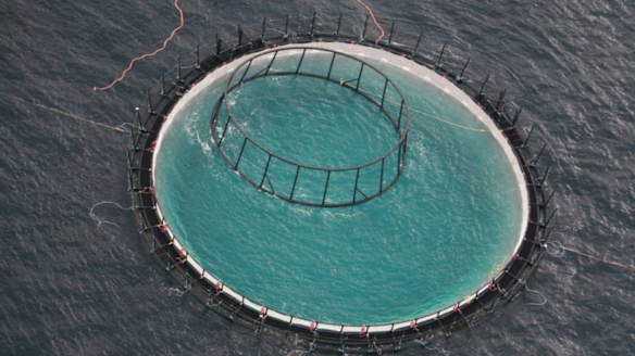 A file photo of the Huon Aquaculture and NSW Department of Primary Industry commercial-size yellowtail kingfish trial site off Port Stephens.
