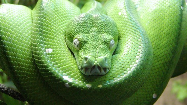 Most of the animals smuggled to Australia from Indonesia are reptiles – such as the green tree python (pictured) –which are often sent live in the mail. 