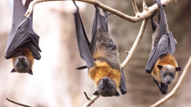 Bats could teach us a thing or two about fighting disease.
