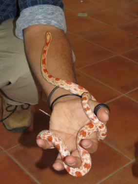 Alex Borg caught an albino corn snake in Canberra's south a month ago.