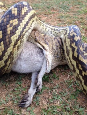 Mr Worlsford tried to save the wallaby's joey, but it died after being removed from its mother's pouch.