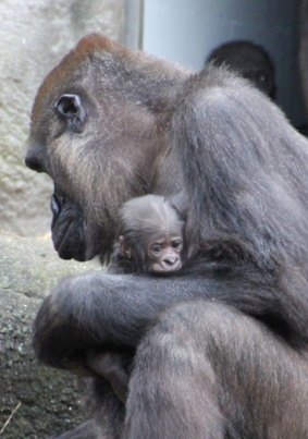 Experienced mother Frala and her newborn baby male, her seventh child.