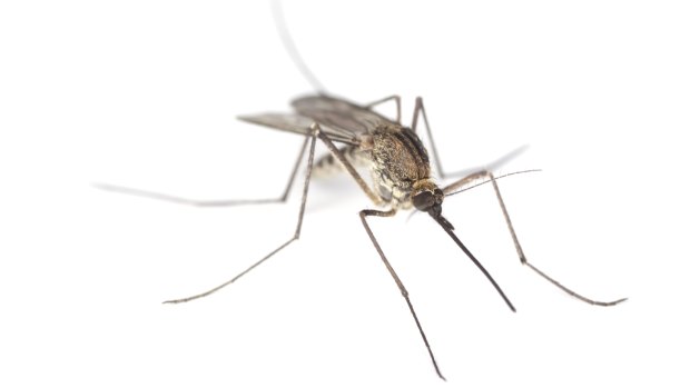 A bug's life: Mosquitoes are worse this summer than they have been for many years.