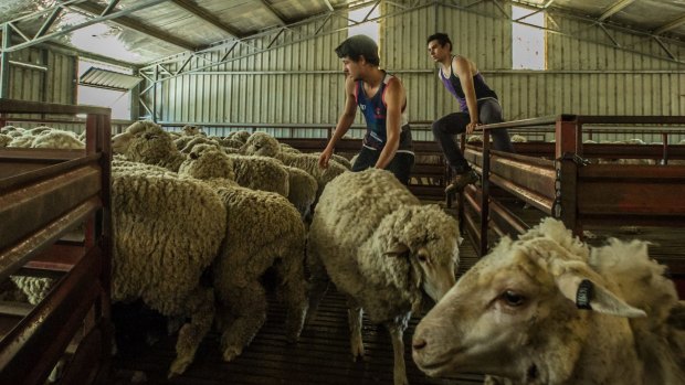 As the price of wool hits a record-high of $18 per kilogram, the Australian wool industry is enjoying a Renaissance.