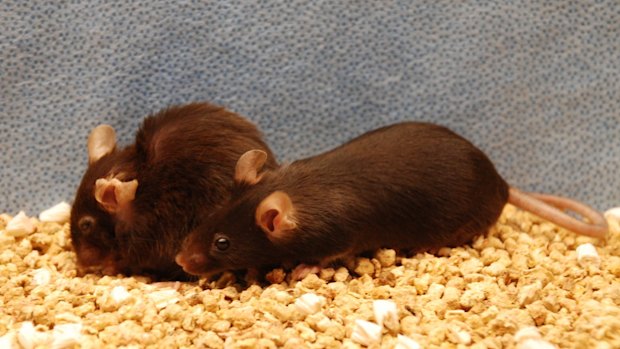 These mice are siblings. The healthy-looking mouse on the right had its senescent cells eliminated. The other did not. 