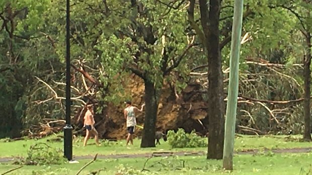 The storm ripped up some large trees by the roots.