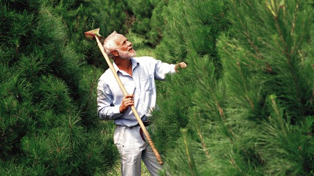 Christmas Tree farms, such as this one in the NSW Southern Highlands, are small to medium businesses providing local employment.