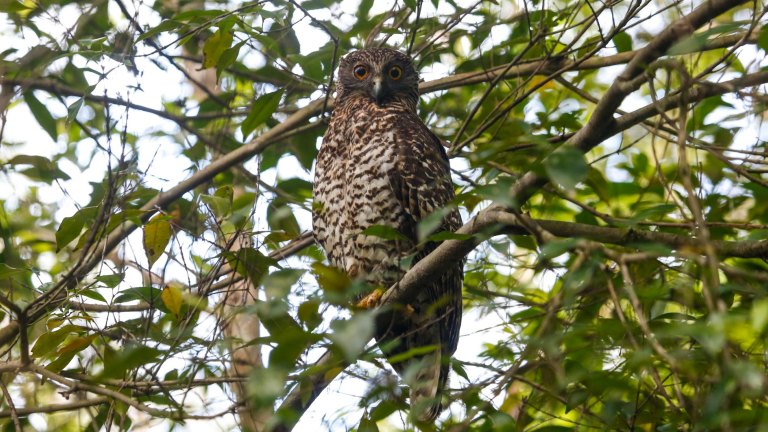 Beecroft Residents Appeal To State Government To Purchase Powerful Owl Habitat These owls are found in coastal areas and in the great dividing range the powerful owls are typically found in open forests and woodlands, as well as in wet forests with dense undergrowth. purchase powerful owl habitat