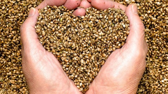 Unhulled hemp seeds.