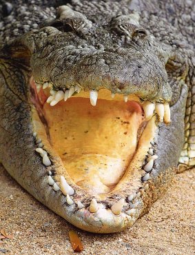 A large crocodile has been spotted in the Mary River near Maryborough. (Stock image)