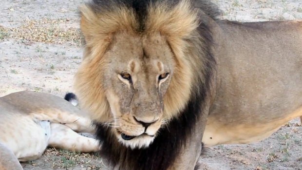 Cecil strolls around in Hwange National Park in Zimbabwe. 