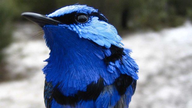 Nectar-rich banksia woodland is habitat for numerous bird species, such as this splendid fairy-wren spotted in the woodland at Whiteman Park. 