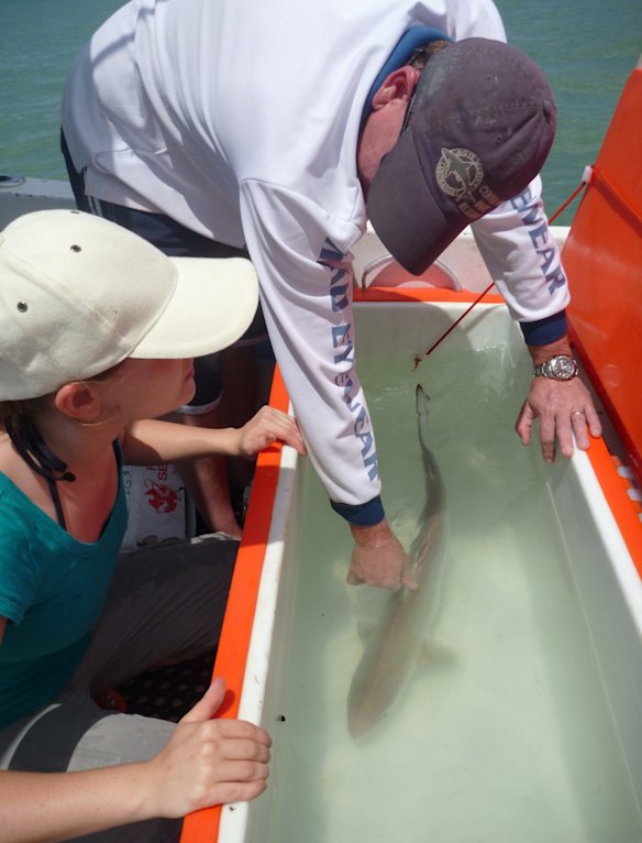 Queensland's small sharks are 'homebodies', research finds