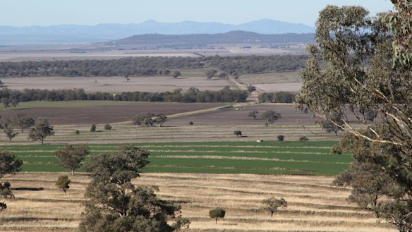 Liverpool Plains are home to some of Australia's - if not the world's - richest soil.