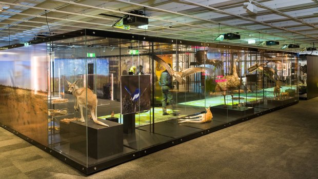 The 'Wild Side' exhibition at Queensland Museum will open tomorrow.