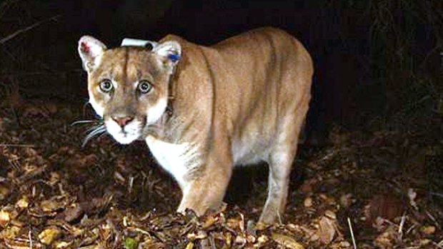 A mountain lion. For Mac users, extinction approaches.