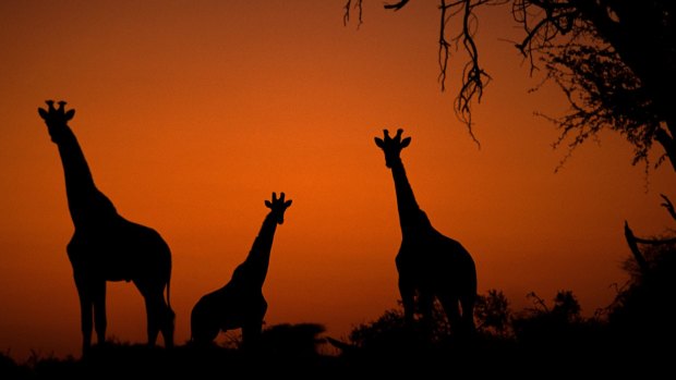 African adventure: Giraffes at dawn in the Moremi Wildlife Reserve, Botswana.