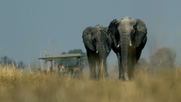 Elephants stroll through the Okavango.
