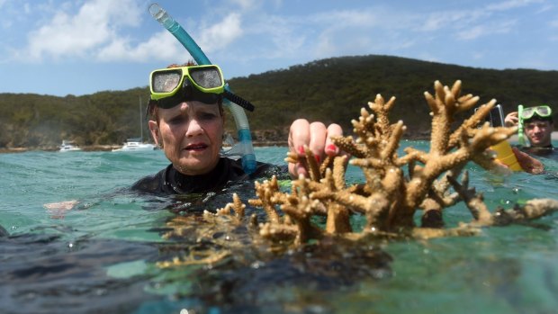 One Nation Senator Pauline Hanson assesses some coral near Great Keppel Island.