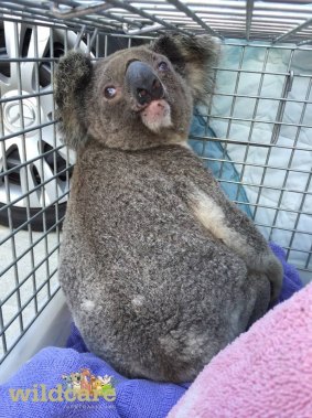 Disoriented koala Ash was found wandering a Gold Coast development site.