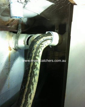 A blocked toilet led to a call-out for a plumber. Shortly after, snake catcher Bryan Robinson was called.
