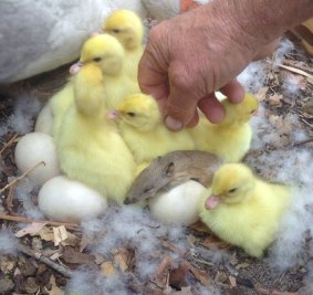A Bouvard resident made the discovery when he was checking on his pet duck's eggs.