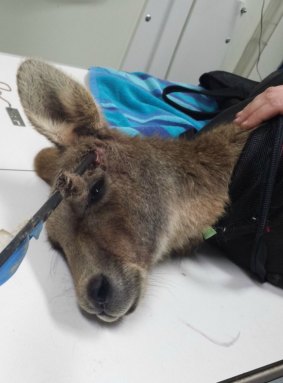 The kangaroo was lucky the arrow did not damage his skull.