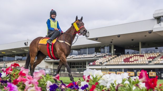 Canberra trainer Paul Jones says Just A Blur is ready to go in the Dane Ripper Classic.