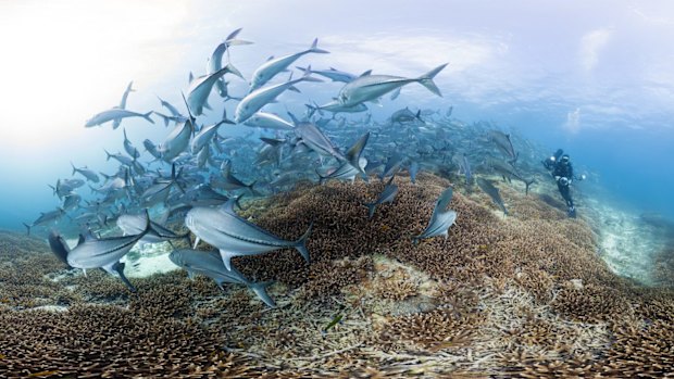 Trevally underwater at Lady Elliot Island.