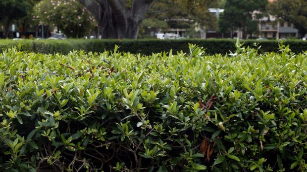 A man was injured in Cairns after jumping into a hedge.